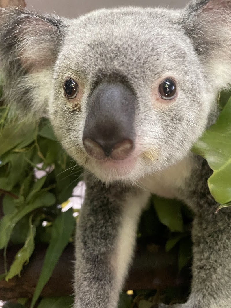 Cairns Koalas & Creatures