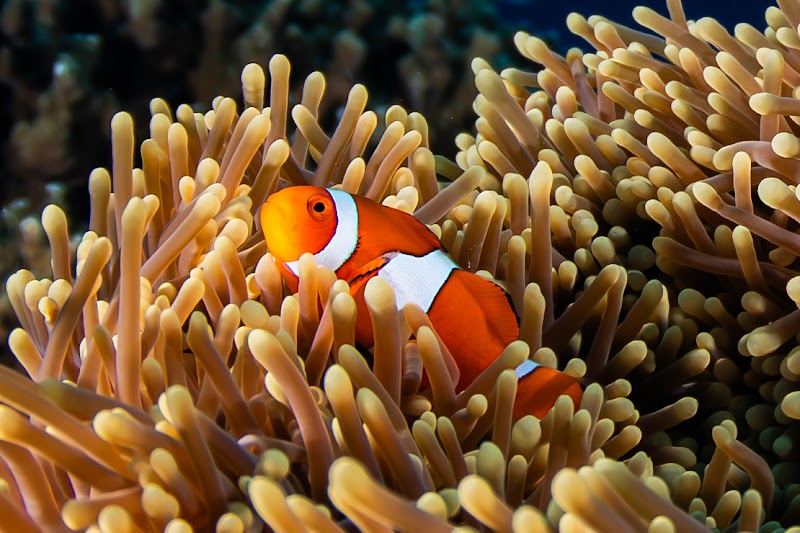 Great Barrier Reef Tours