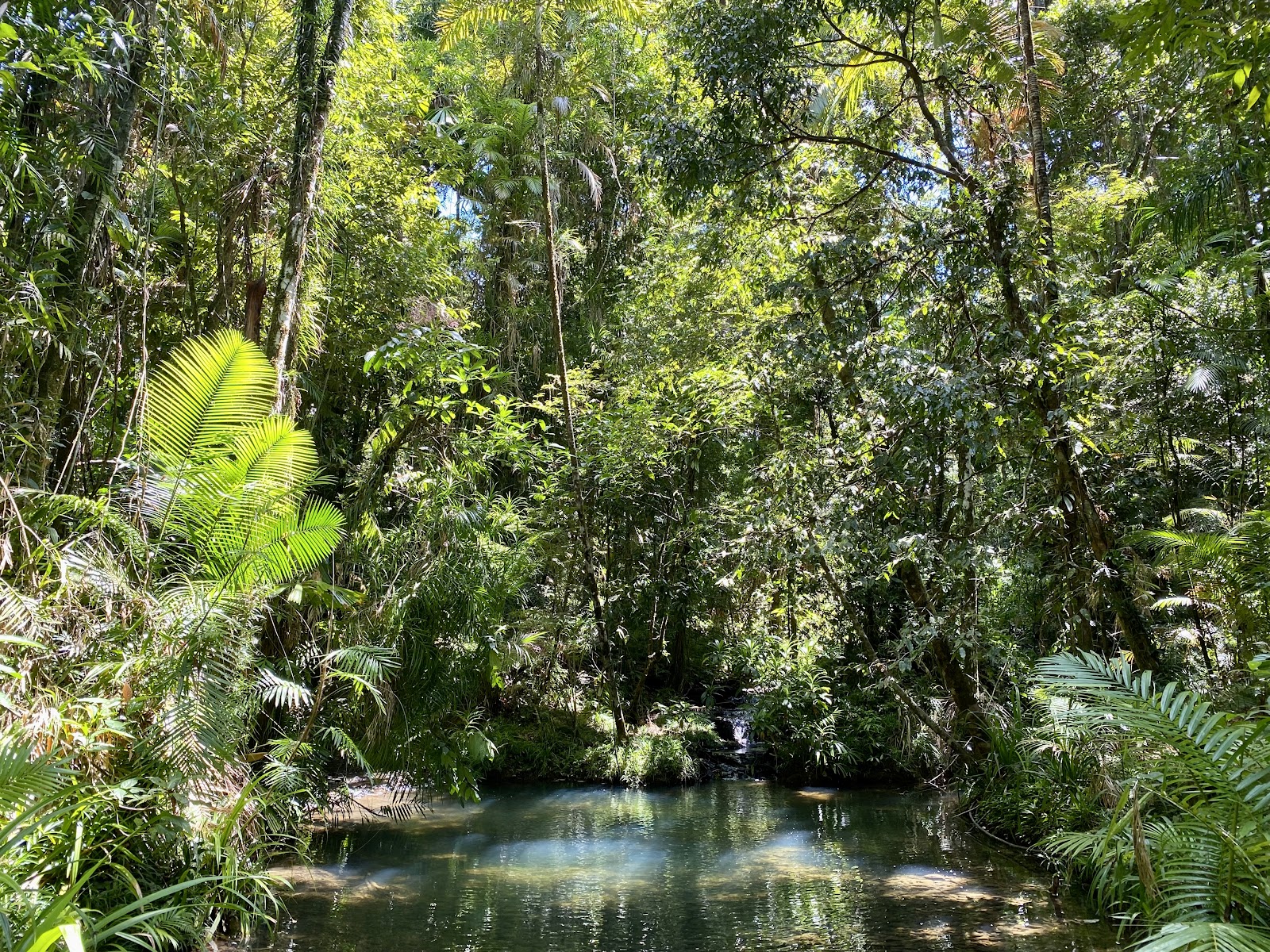 데인트리 열대우림