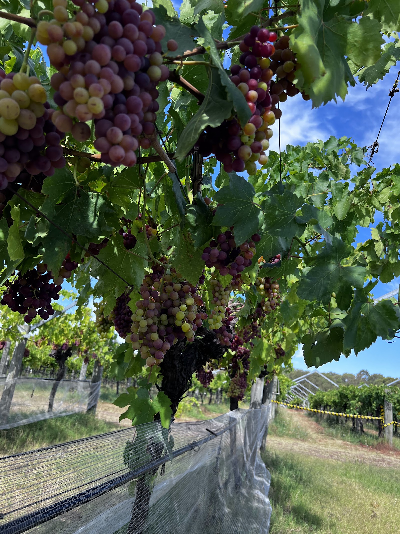 스완 밸리 와인 지역