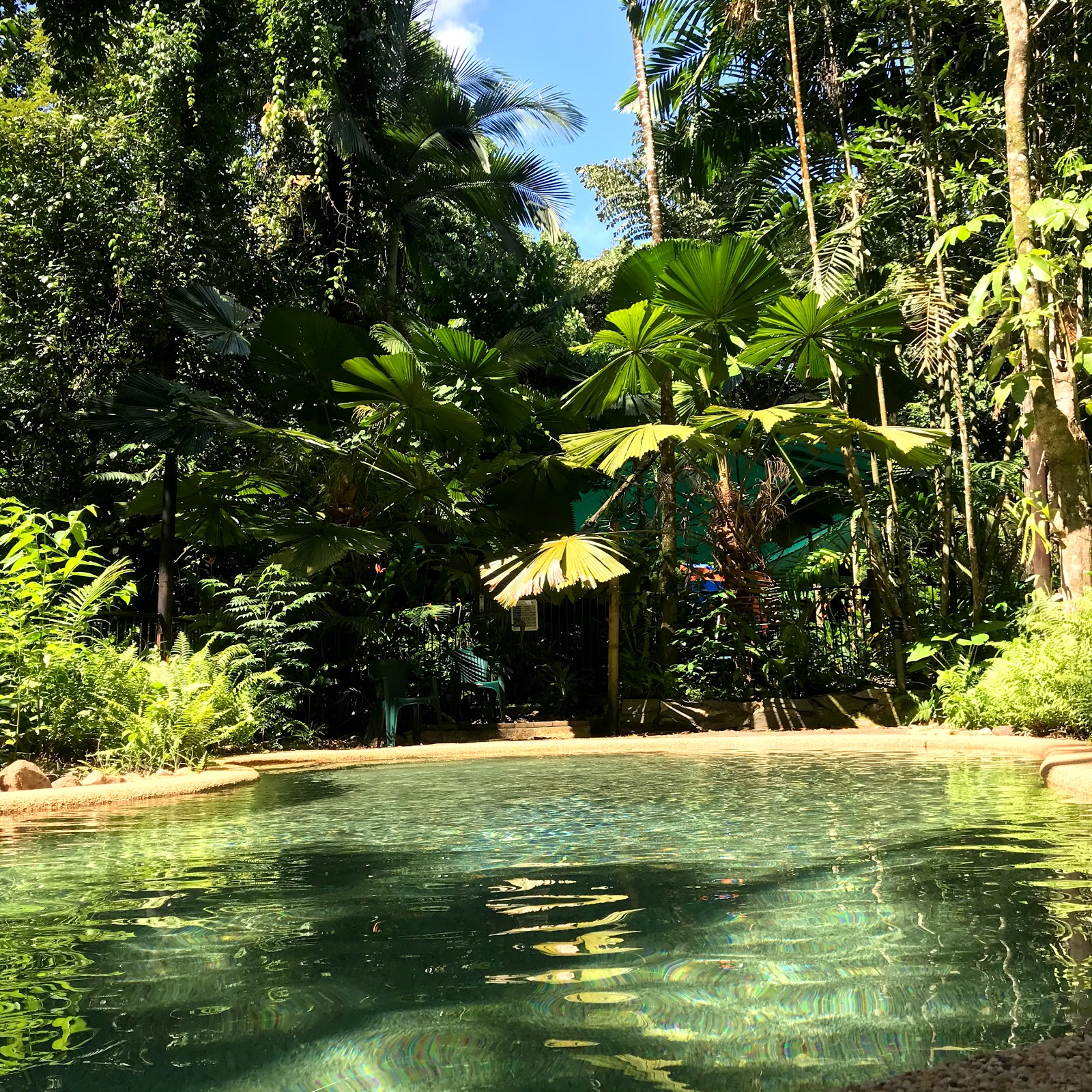 Daintree Crocodylus